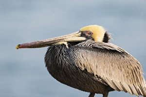 Brown Pelican (Pelecanus occidentalis), La Jolla cliffs, La Jolla, CA Brown Pelican (Pelecanus occidentalis), La Jolla cliffs, La Jolla, CA