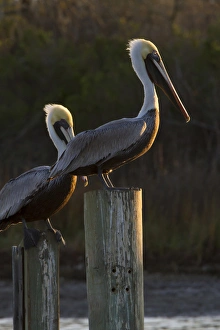 Brown Pelican (Pelecanus occidentalis) adults sunning on pilings in Aransas Bay, Texas Brown Pelican (Pelecanus occidentalis) adults sunning on pilings in Aransas Bay, Texas