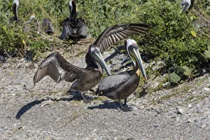 Brown Pelican (Pelecanus occidentalis) young and adult in nesting colony Brown Pelican (Pelecanus occidentalis) young and adult in nesting colony