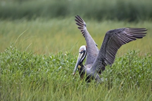 Brown Pelican (Pelecanus occidentalis) nesting Brown Pelican (Pelecanus occidentalis) nesting