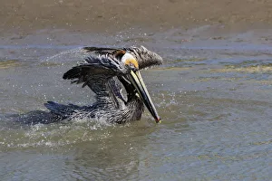 Brown Pelican (Pelecanus occidentalis) swimming Brown Pelican (Pelecanus occidentalis) swimming