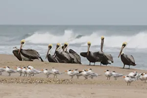 Brown Pelicans and Elegant Terns on the beach Brown Pelicans and Elegant Terns on the beach