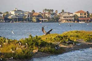 Brown Pelicans (Pelecanus occidentalis) in flight Brown Pelicans (Pelecanus occidentalis) in flight