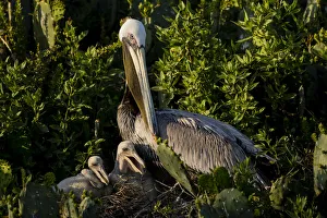 Brown Pelicans (Pelecanus occidentalis) nesting Brown Pelicans (Pelecanus occidentalis) nesting