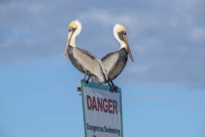 Brown Pelicans perched on sign, New Smyrna Beach, Florida, USA Brown Pelicans perched on sign, New Smyrna Beach, Florida, USA