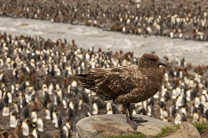 Brown Skua, Catharacta antarctica, watching King Penguin colony, Falkland Islands Brown Skua, Catharacta antarctica, watching King Penguin colony, Falkland Islands