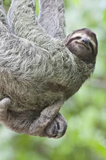 A Brown-throated Sloth (Bradypus variegatus) and her baby - Corcovado National Park