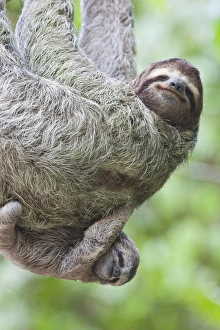 A Brown-throated Sloth (Bradypus variegatus) and her baby - Corcovado National Park A Brown-throated Sloth (Bradypus variegatus) and her baby - Corcovado National Park