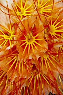 Brownea Flower (Brownea macrophylla), Yasuni National Park, Amazon Rainforest, ECUADOR Brownea Flower (Brownea macrophylla), Yasuni National Park, Amazon Rainforest, ECUADOR