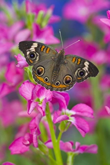 Buckeye Butterfly with eyespots, Junonia coenia Buckeye Butterfly with eyespots, Junonia coenia