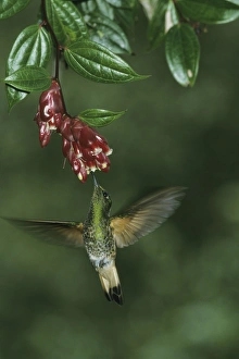 Buff-Tailed Coronet Hummingbird, (Boissonneaua flavescens), 2500m, Western Andes, Ecuador Buff-Tailed Coronet Hummingbird, (Boissonneaua flavescens), 2500m, Western Andes, Ecuador