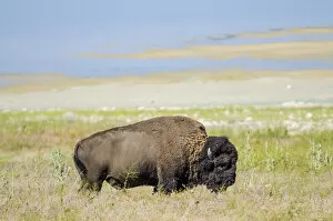 Salt Lake City Gallery: Buffalo (bison) herd Antelope Island State Park, Great Salt Lake, Utah, USA