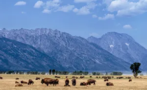 Buffalo Herd with Grand Teton Mountains behind. Grand Teton National Park. Wyoming Buffalo Herd with Grand Teton Mountains behind. Grand Teton National Park. Wyoming
