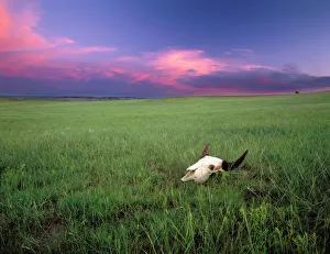 Images Dated 1st September 2006: Buffalo Skull in Prairie Grass near Medora North Dakota
