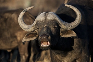 Buffalo (Syncerus caffer), Private game ranch, Great Karoo, SOUTH AFRICA Buffalo (Syncerus caffer), Private game ranch, Great Karoo, SOUTH AFRICA