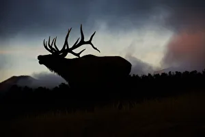 Bugling elk silhouetted against the Colorado Rocky Mountains Bugling elk silhouetted against the Colorado Rocky Mountains