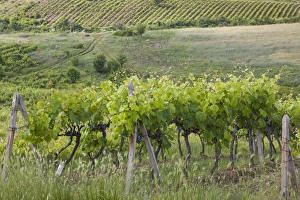 Bulgaria, Southern Mountains, Melnik-area, Vinogradi, village vineyards Bulgaria, Southern Mountains, Melnik-area, Vinogradi, village vineyards