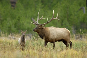 bull with calf, Yellowstone NP, Wyoming, September 2005 bull with calf, Yellowstone NP, Wyoming, September 2005