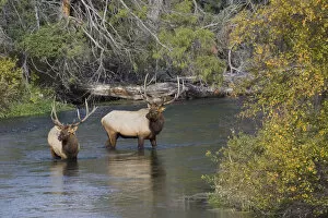 Images Dated 1st October 2009: Bull elk crossing