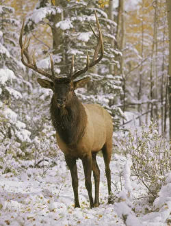 A bull elk in early winter in the Colorado Rocky Mountains A bull elk in early winter in the Colorado Rocky Mountains