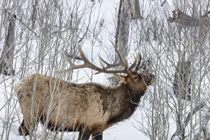 Bull elk feeding on branches during long winter in Yellowstone National Park, Wyoming Bull elk feeding on branches during long winter in Yellowstone National Park, Wyoming