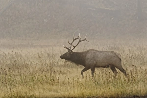 Bull Elk on foggy morning along Madison River, Yellowstone National Park, Montana/Wyoming Bull Elk on foggy morning along Madison River, Yellowstone National Park, Montana/Wyoming