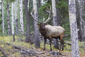 <b class=qtipBold><figcaption>BUll Elk after a mud bath</figcaption></b><br>Bull Elk after a mud bath<br><em>© Ken Archer / DanitaDelimont.com</em> BUll Elk after a mud bath