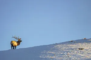 Bull elk on ridge at last light in Yellowstone National Park, Wyoming, USA Bull elk on ridge at last light in Yellowstone National Park, Wyoming, USA