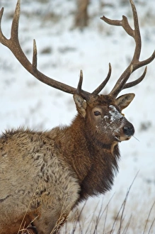 Bull elk in winter in Yellowstone National Park Bull elk in winter in Yellowstone National Park