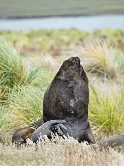 Malvinas Gallery: Bull and female Patagonian sea lion in tussock belt, Falkland Islands
