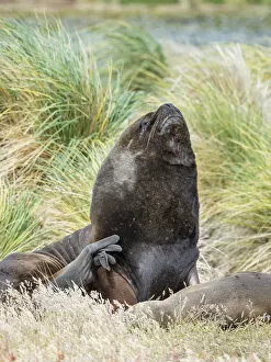 Malvinas Gallery: Bull and female South American sea lion in tussock belt, Falkland Islands