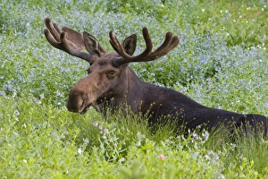 Bull moose (Alces alces) resting in wildflowers, Little Cottonwood Canyon, near Alta Bull moose (Alces alces) resting in wildflowers, Little Cottonwood Canyon, near Alta