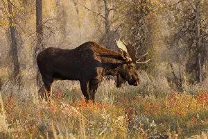Bull moose in autumn, Grand Teton National Park, Wyoming Bull moose in autumn, Grand Teton National Park, Wyoming
