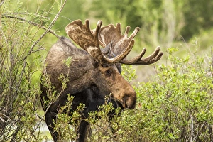 Bull Moose foraging in Grand Teton National Park, Wyoming, USA Bull Moose foraging in Grand Teton National Park, Wyoming, USA