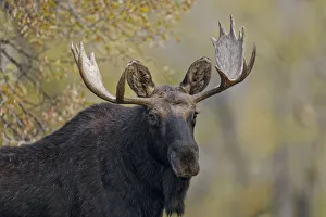 Bull moose, Grand Teton National Park, Wyoming Bull moose, Grand Teton National Park, Wyoming