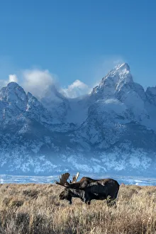 Bull moose portrait with Grand Teton Mountain and National Park in background, Wyoming Bull moose portrait with Grand Teton Mountain and National Park in background, Wyoming