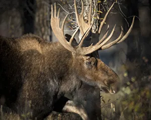 Bull Shiras Moose, Alces alces sherasi, Gros Ventre, Grand Tetons, Wyoming, wild Bull Shiras Moose, Alces alces sherasi, Gros Ventre, Grand Tetons, Wyoming, wild