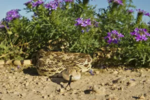 Images Dated 22nd April 2012: Bull Snake (Pituophus catenifer sayi) crawling from verbena wildflowers, west Texas