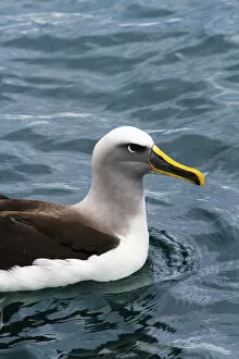 Images Dated 27th March 2011: A Bullers albatross (Thalassarche bulleri) with fishing line caught in its beak