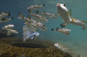 Bullseye or concentric Pufferfish (Sphoeroides annulatus Bullseye or concentric Pufferfish (Sphoeroides annulatus