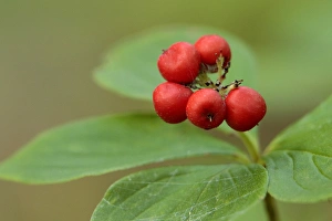 Bunchberry, Cornus canadensis, Banning State Park, Minnesota Bunchberry, Cornus canadensis, Banning State Park, Minnesota