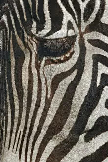 Burchell's Zebra close-up. Masai Mara, Kenya, Africa