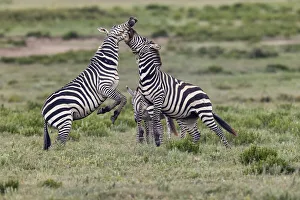 Burchell's Zebra stallions fighting, Serengeti National Park, Tanzania, Africa Burchell's Zebra stallions fighting, Serengeti National Park, Tanzania, Africa