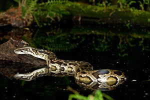 Burmese Python, Python molurus bivittatus, Native to China and Malaysia Burmese Python, Python molurus bivittatus, Native to China and Malaysia