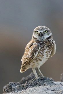 <b class=qtipBold><figcaption>Burrowing Owl</figcaption></b><br><em>© Ken Archer / DanitaDelimont.com</em> Burrowing Owl