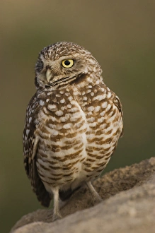 <b class=qtipBold><figcaption>Burrowing Owl</figcaption></b><br><em>© Ken Archer / DanitaDelimont.com</em> Burrowing Owl