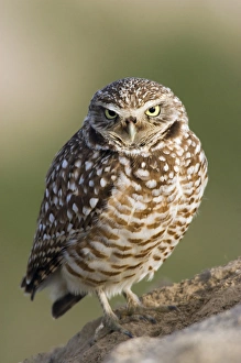<b class=qtipBold><figcaption>Burrowing Owl</figcaption></b><br><em>© Ken Archer / DanitaDelimont.com</em> Burrowing Owl
