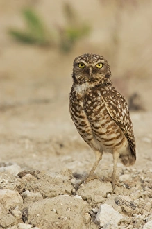 <b class=qtipBold><figcaption>Burrowing Owl</figcaption></b><br><em>© Ken Archer / DanitaDelimont.com</em> Burrowing Owl