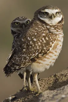 <b class=qtipBold><figcaption>Burrowing Owl Pair</figcaption></b><br><em>© Ken Archer / DanitaDelimont.com</em> Burrowing Owl Pair