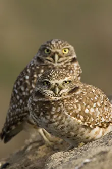 <b class=qtipBold><figcaption>Burrowing Owl Pair</figcaption></b><br><em>© Ken Archer / DanitaDelimont.com</em> Burrowing Owl Pair
